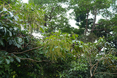Homalium zeylanicum